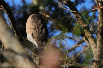 Wall Mural - Hawk perched on a tree with a blurred natural background