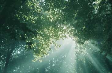 Wall Mural - Sunbeams pierce through a lush canopy, creating a mystical atmosphere in the forest. The soft light and green leaves evoke a sense of tranquility.