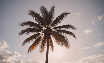 Poster - Palm tree is standing in the middle of a cloudy sky. The tree is tall and has a lot of leaves