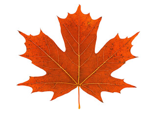 Aufkleber - One single orange autumn fall maple leaf isolated on white background