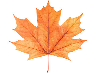 Aufkleber - One single orange autumn fall maple leaf isolated on white background