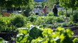 © Fonlinepix - A green roof community garden enhancing urban biodiversity.A green roof community garden enhancing urban biodiversity.