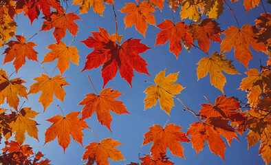 Poster - Blue sky with many orange leaves. The leaves are scattered all over the sky. The sky is clear and bright
