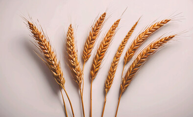 Poster - Bunch of golden wheat is arranged in a row, with each stalk standing upright. The wheat is of varying heights, with some stalks being taller than others. The overall appearance of the wheat is warm