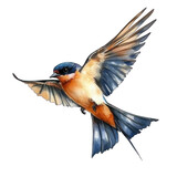Collection of PNG. Watercolor painting of a swallow flight with its wings, isolated on a transparency background.