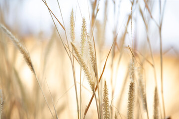 Wall Mural - Grass flower in nature, soft focus and bokeh background.