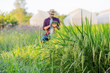 © kamonrat - Farmer Using Tablet in Lush Green Rice Field, Adopting Modern Agricultural Practices and Technology for Monitoring Crop Health and Ensuring Sustainable Farming and High-Yield Harvesting