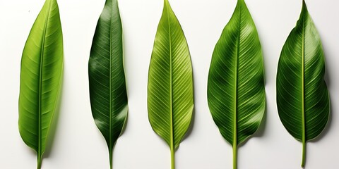 Wall Mural - green leaves isolated on white