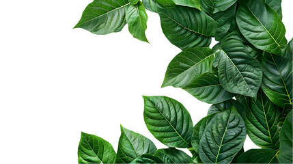 Natural of Tropical green leaves of leaf isolated on a transparent background