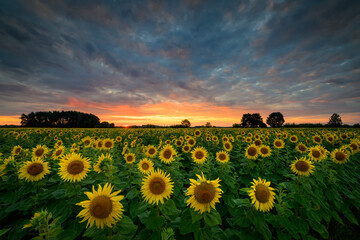 Wall Mural - beautiful sunset over sunflowers field
