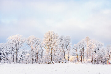 Wall Mural - Frosty trees by a snowy field in the countryside