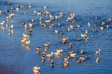 Wall Mural - Flock of herring gulls in the water by a beach in evening light