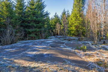 Wall Mural - Frosty bedrock in a forest glade