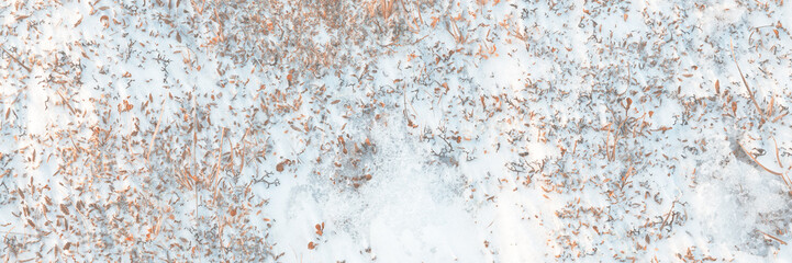 Wall Mural - the frozen winter tundra in the arctic. moss, lichen and small plants among snow and ice in permafro
