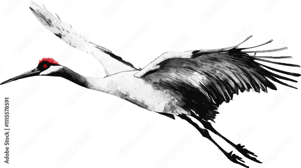 white background Vector illustration of a graceful red-crowned crane ...