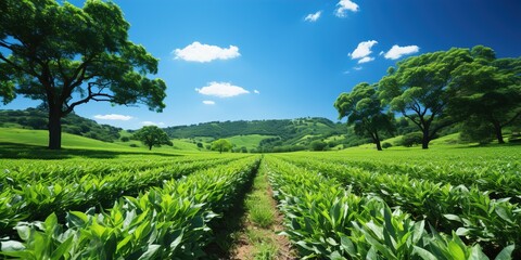 Canvas Print - field of corn