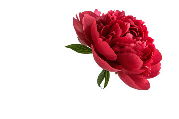 Wall Mural - Red flower of peony, isolated on white background.AI GENERATED