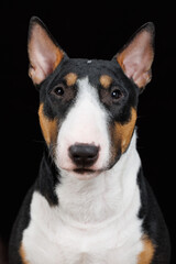 Poster - tricolor bull terrier dog portrait on black background