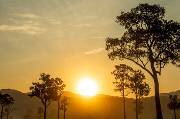 Wall Mural - Golden sunshine sky tropical tree fields in sunny morning. Silhouette tree gold dawn mountain in spring season. Sustainable scenic meadow misty fog forest in countryside. Amazing landscape greenery