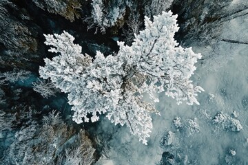 Wall Mural - snowy tree landscape from above