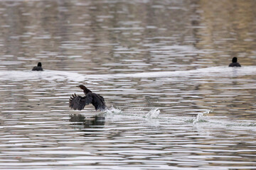 Wall Mural - Great Cormorant (Phalacrocorax carbo) above a lake