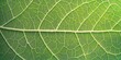 © Art Fusion - Leaf with water droplets vibrant green tones high detail macro perspective natural and fresh look bright outdoor lighting minimalist design