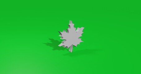 Poster - Isolated realistic white maple leaf front view with shadow. 3d illustration on green chroma key background