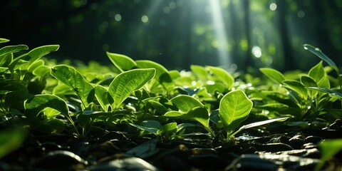 Wall Mural - water drops on green leaves