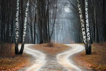 Wall Mural - Divergent Paths: Spring Landscape with Birch Trees in Bavarian Wood