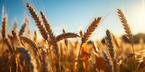 Canvas Print - field of wheat