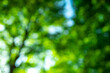 © Korneliia - Blurred Leaves background. Green nature background. Green leaf in forest. Green leaf background. Leaf forest on blurred greenery background. Leaves plants backdrop.