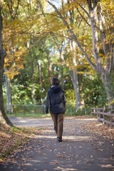 Wall Mural - 冬の公園で散歩する一人の中年女性の姿と森の風景