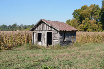 Poster - A rustic, abandoned wooden shed surrounded by tall cornfields under a clear blue sky.