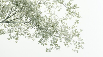 Wall Mural - Soft light filtering through the delicate branches of trees on a serene day in nature