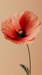 Aufkleber - A stunning flower with soft, coral petals unfurls gracefully, drawing attention with its intricate textures and contrasting dark center. The delicate stem enhances its natural beauty