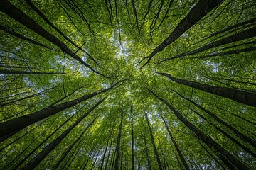 Poster - The setting sun shines through spring forest leaves and branches and reflects the concepts of nature, forestry, habitat, environment, and sustainability.