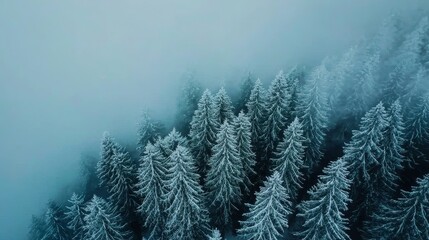 Aufkleber - In Lithuania, snow covers evergreen trees after a storm.
