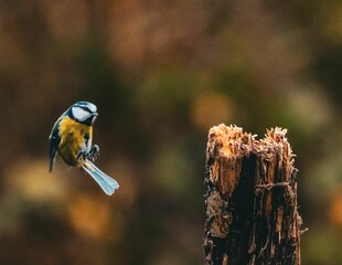 Wall Mural - Blue tit bird in flight near a stump