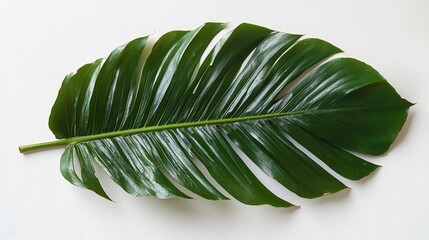 Aufkleber - Coconut leaf isolated on a white background showcasing its vibrant green color and unique texture for natural design elements