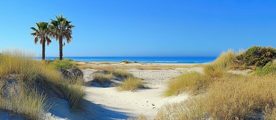 Poster - Tranquil beach scene with sand dunes palm trees and clear blue sky over a serene sea on a sunny summer day