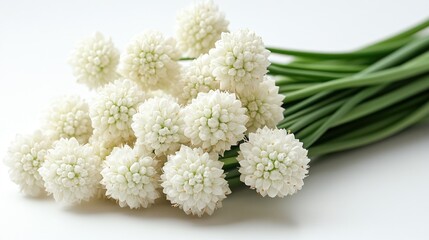 Aufkleber - Allium tuberosum sprigs with white globe-shaped flowers arranged artistically on a clean white background