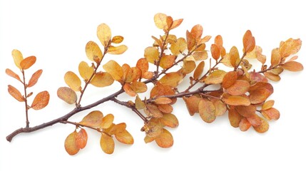 Aufkleber - Autumn leaves arrangement on a clean white background, showcasing vibrant orange and yellow foliage, ideal for seasonal mockups and text insertion, nature, decoration, template.