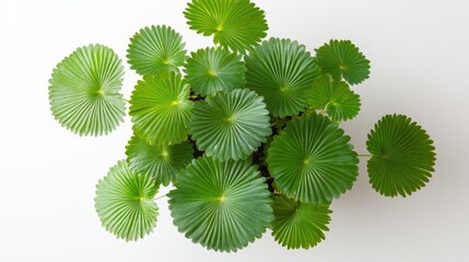 Poster - Tropical green foliage flat lay with round shaped leaves on white background for nature themes and botanical design concepts.