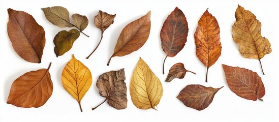 Aufkleber - Autumn Leaves Collection Diverse Dried Leaves Displayed on White Background Overhead View