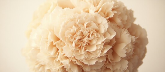 Aufkleber - Close up of a bouquet of delicate white carnation flowers beautifully arranged indoors against a soft white background