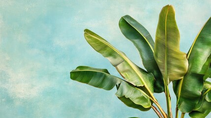 Poster - Banana leaves with vibrant green hues contrasting against a soft blue abstract background creating a tropical and fresh ambiance