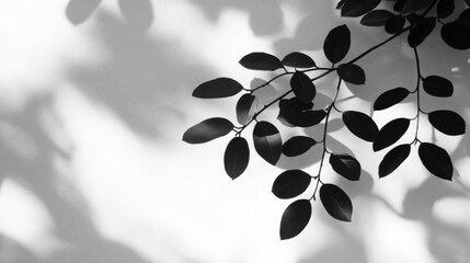 Poster - abstract silhouette of tree branch leaves casting soft shadows on a white wall with morning sunlight