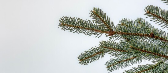 Aufkleber - Pine Christmas tree branches with fresh green needles isolated on a light background for festive holiday designs and decorations