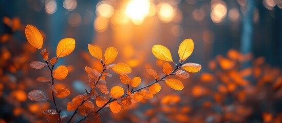 Poster - Autumn forest scene showcasing vibrant yellow and orange foliage illuminated by soft sunlight through the trees