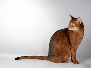 A playful Abyssinian cat with sleek fur and alert expression, isolated on a white background. Perfect for pet-related designs or advertisements.